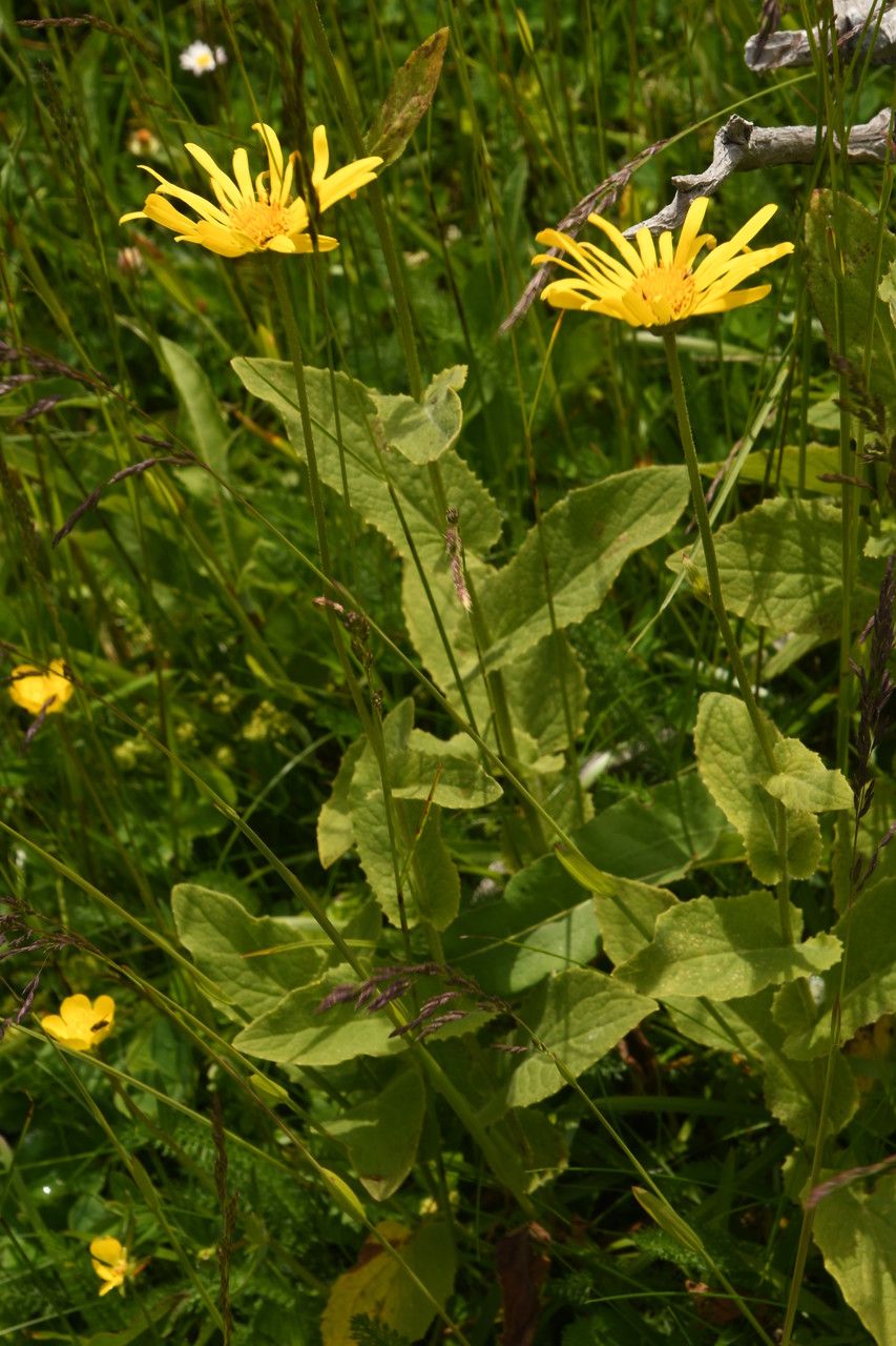 Doronicum carpetanum habit