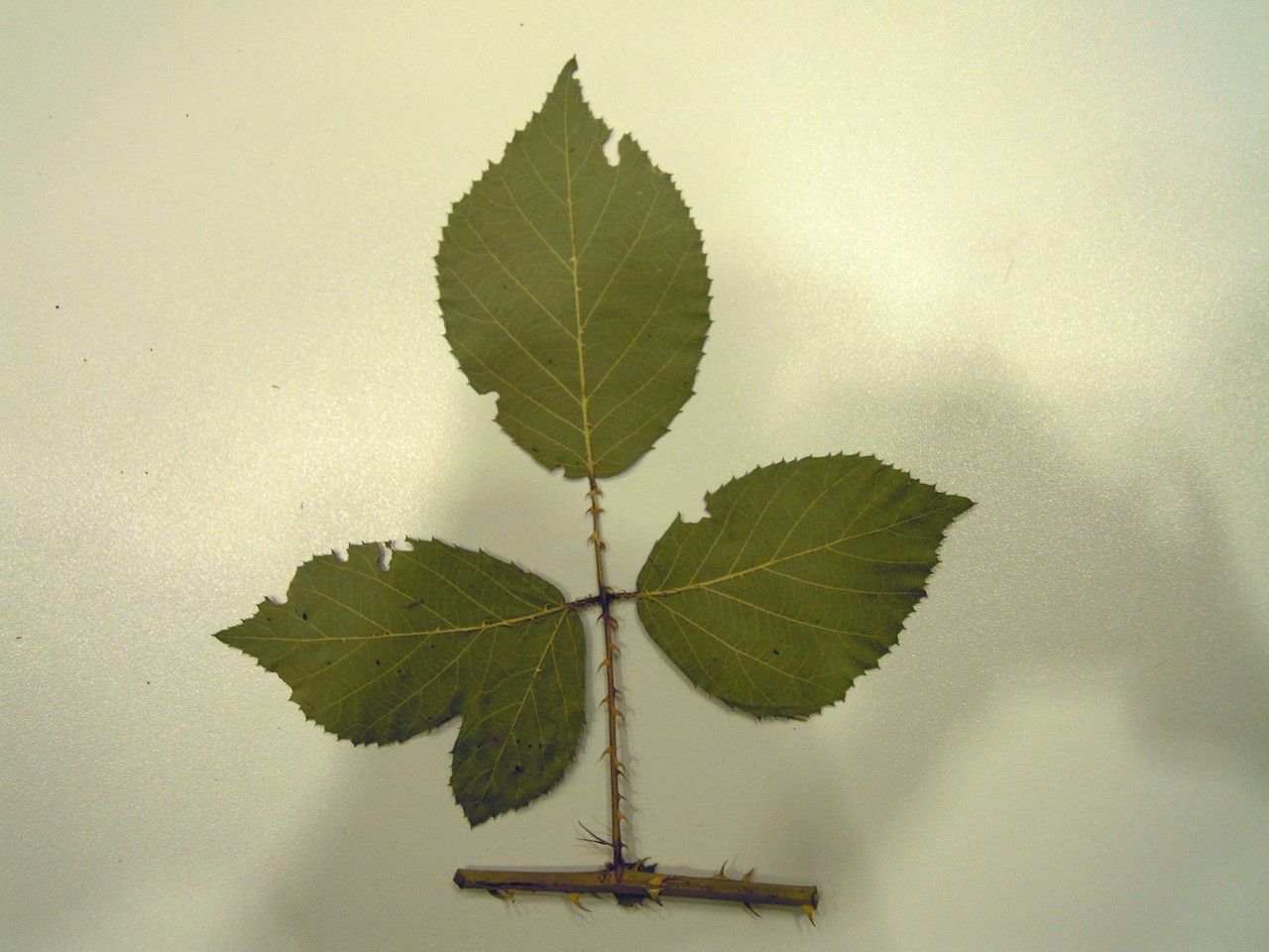 Rubus silvae-bohemicae other