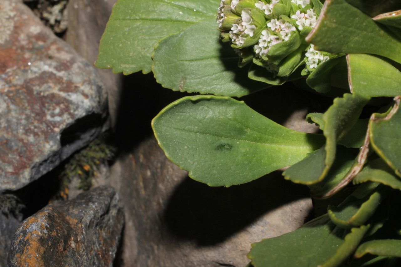 Valeriana nivalis leaf