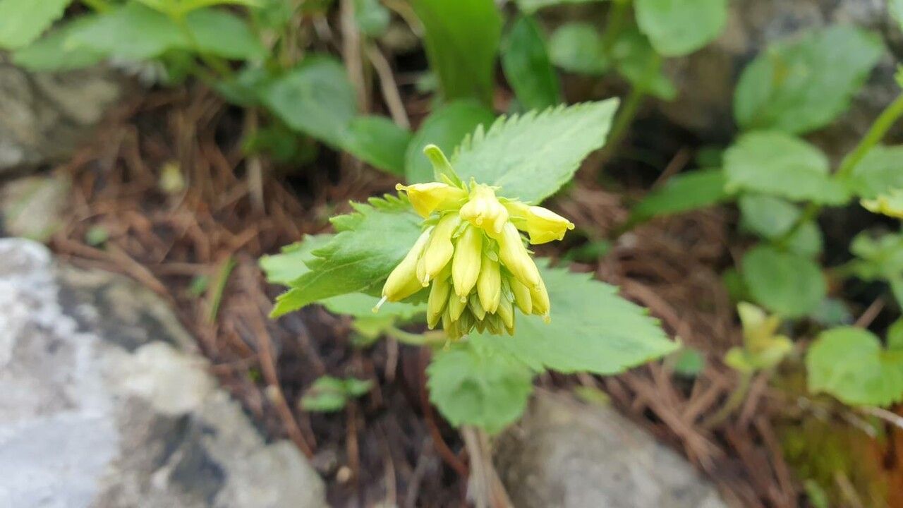 Paederota lutea flower