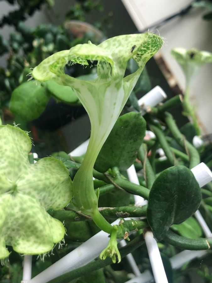 Ceropegia sandersonii flower