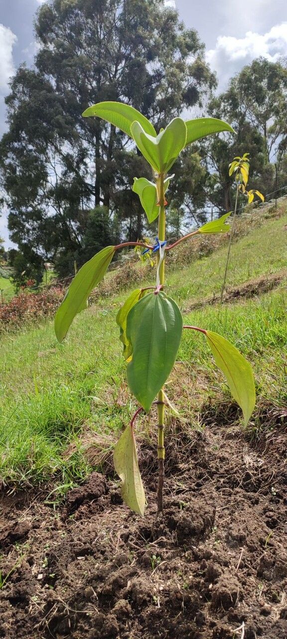 Meriania nobilis habit