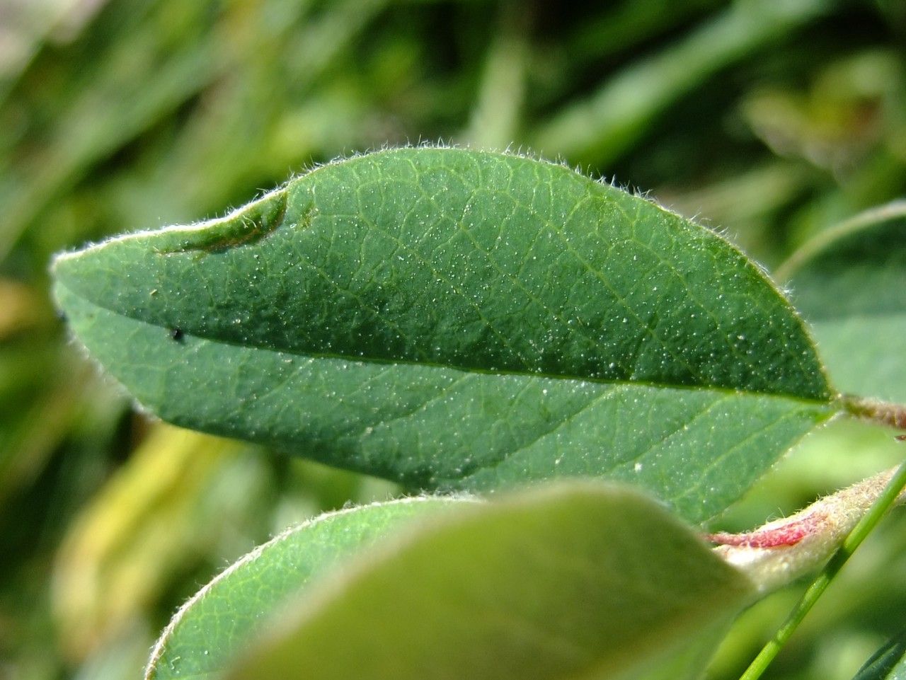 Cotoneaster juranus leaf