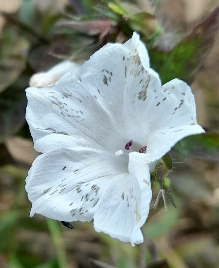 Merremia aegyptia flower