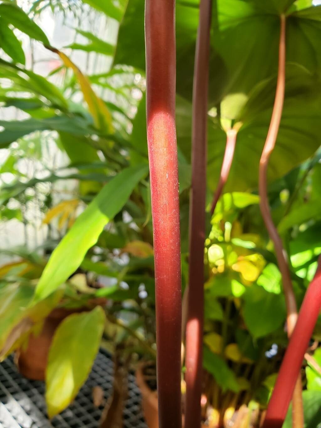 Homalomena pendula bark