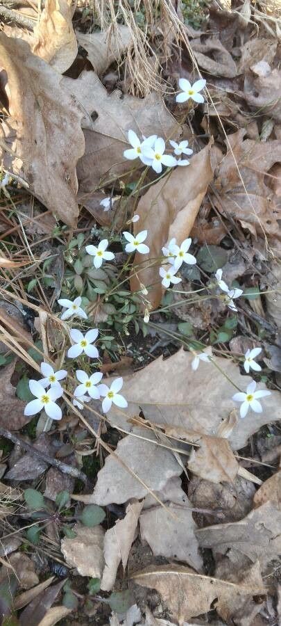 Houstonia caerulea leaf