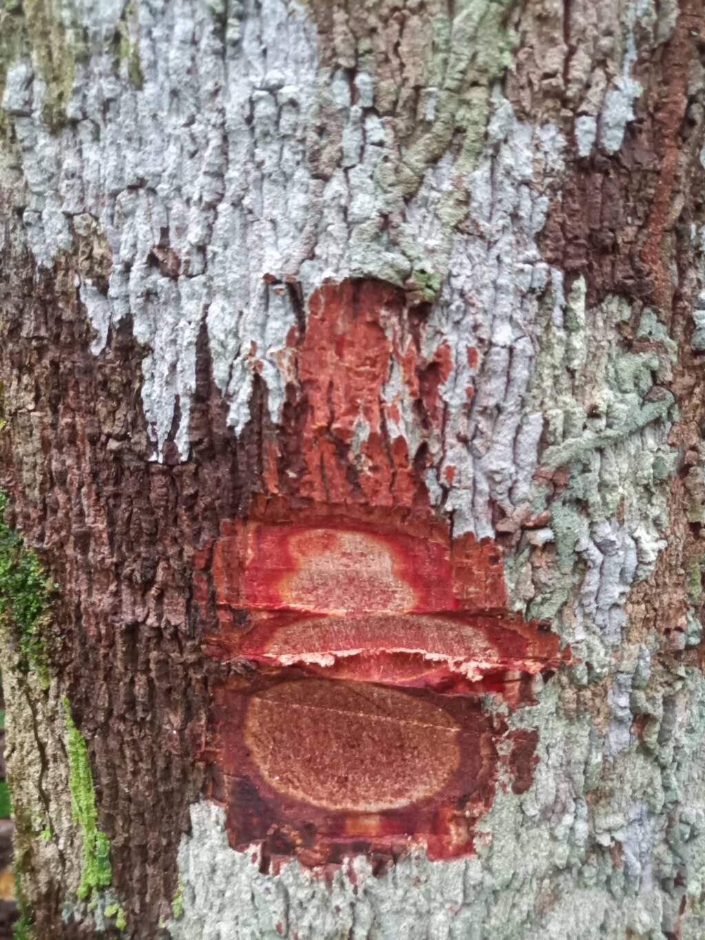 Hymenaea oblongifolia bark