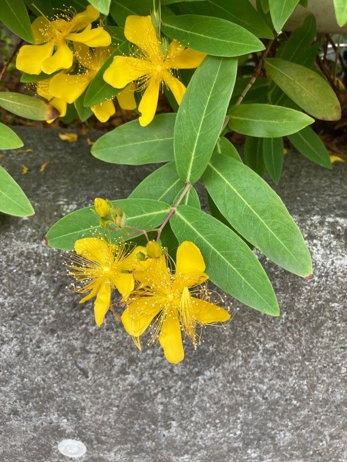 Hypericum monogynum flower