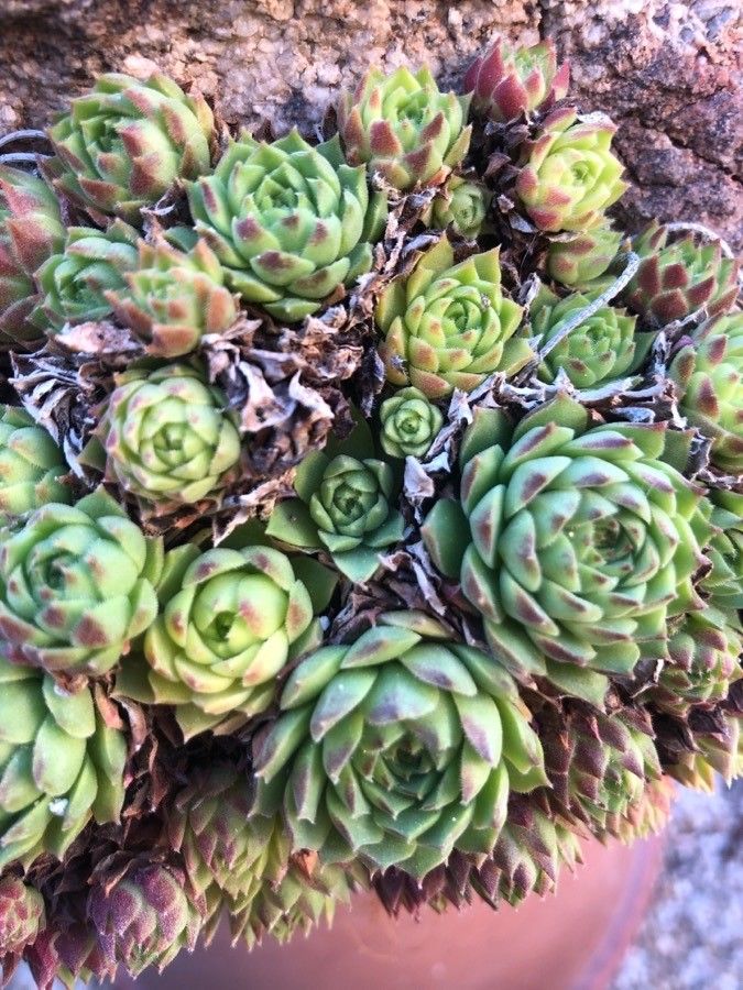 Sempervivum minutum
