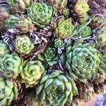 Sempervivum minutum