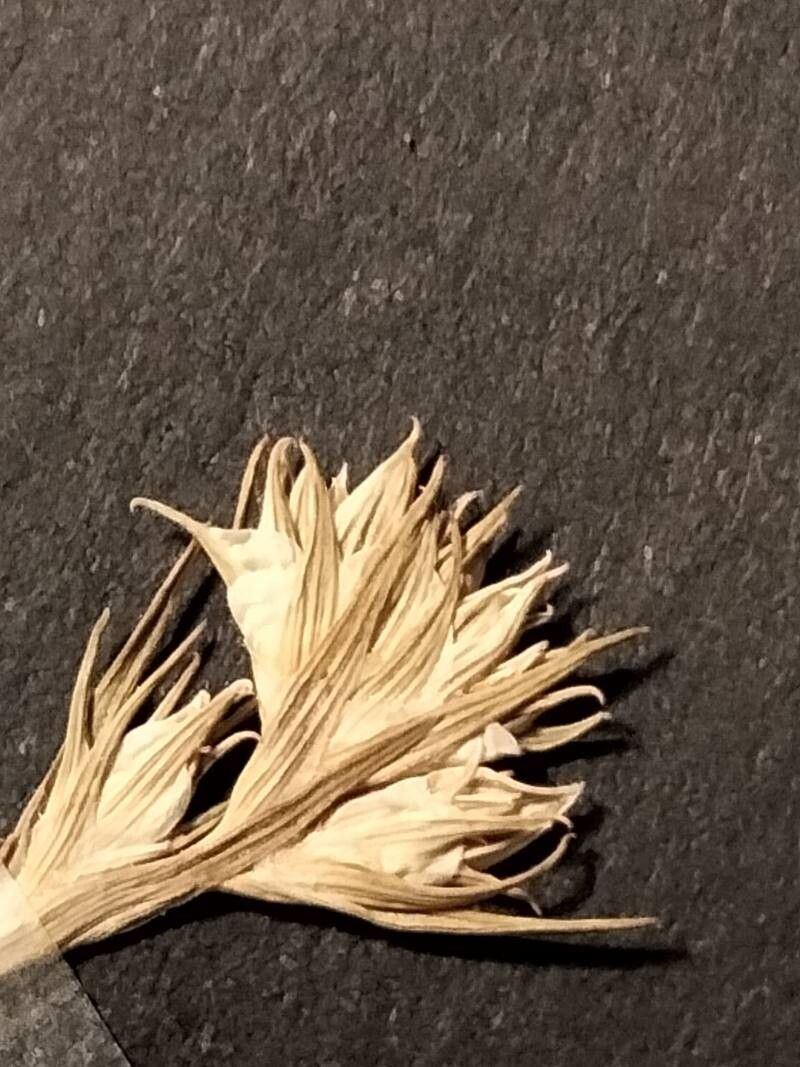 Minuartia hamata flower