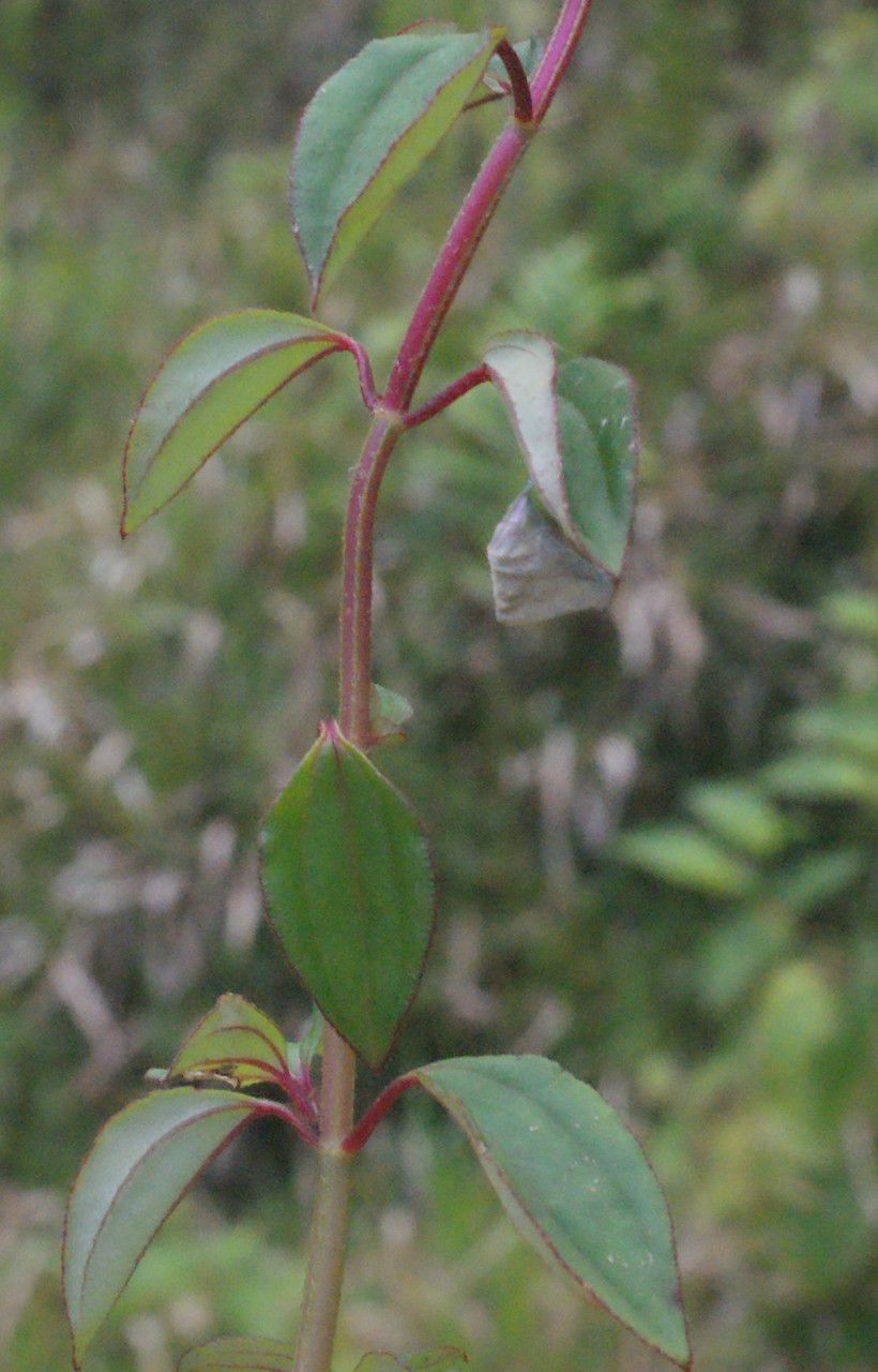 Heterotis decumbens (P.Beauv.) leaf