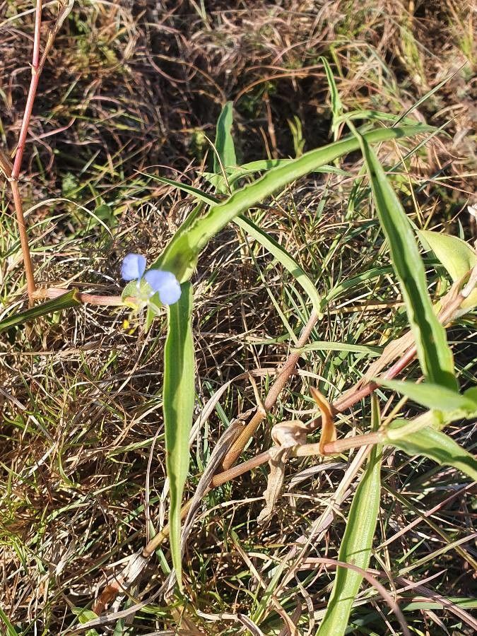 Commelina forskaolii habit