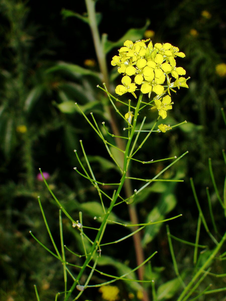 Sisymbrium loeselii flower