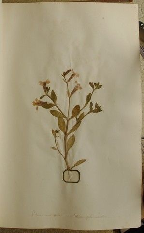 Silene muscipula other