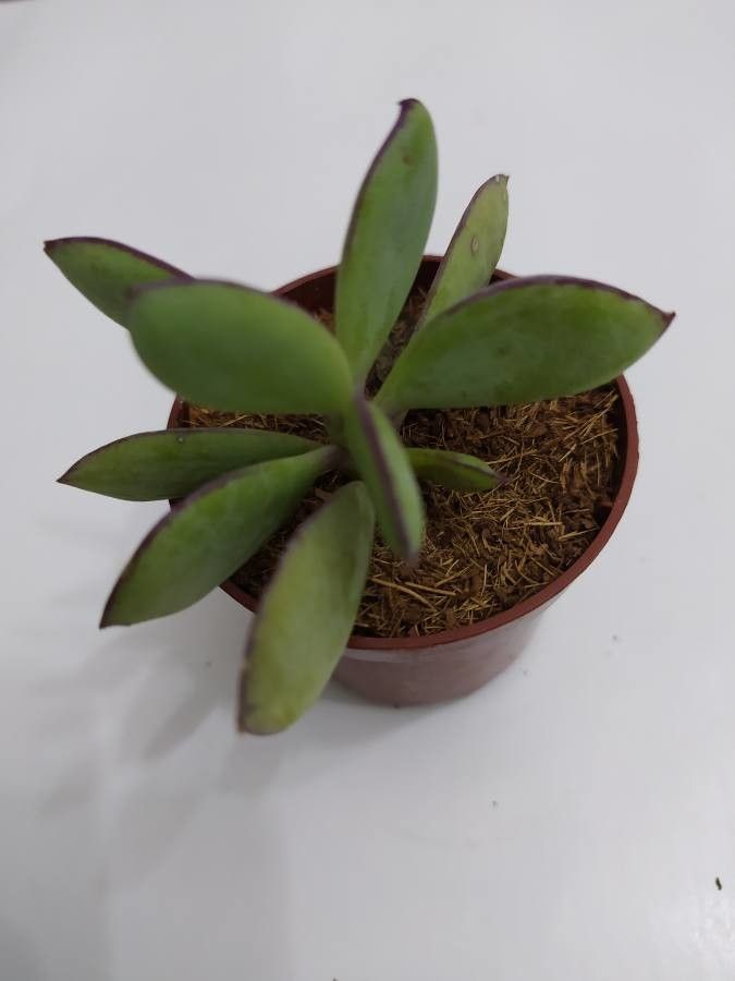 Senecio crassiflorus bark