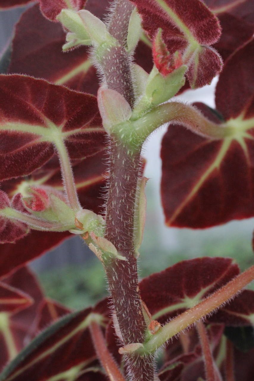 Begonia listada bark