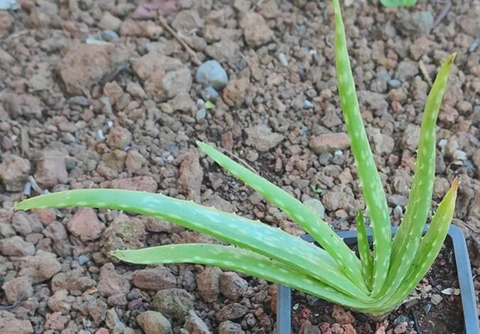 Aloe massawana — houseplant care guide