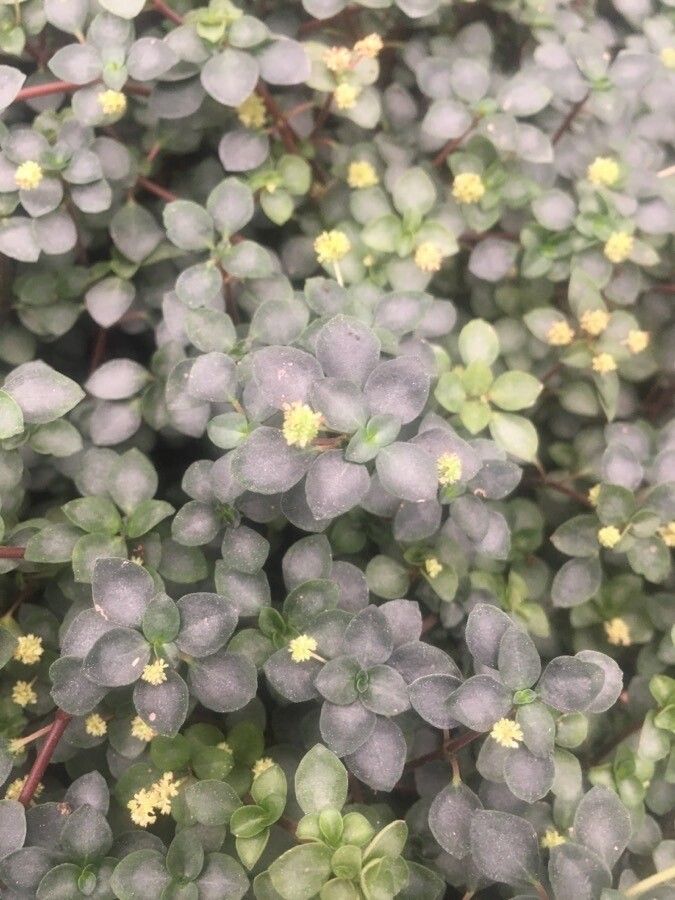 Pilea multiflora flower