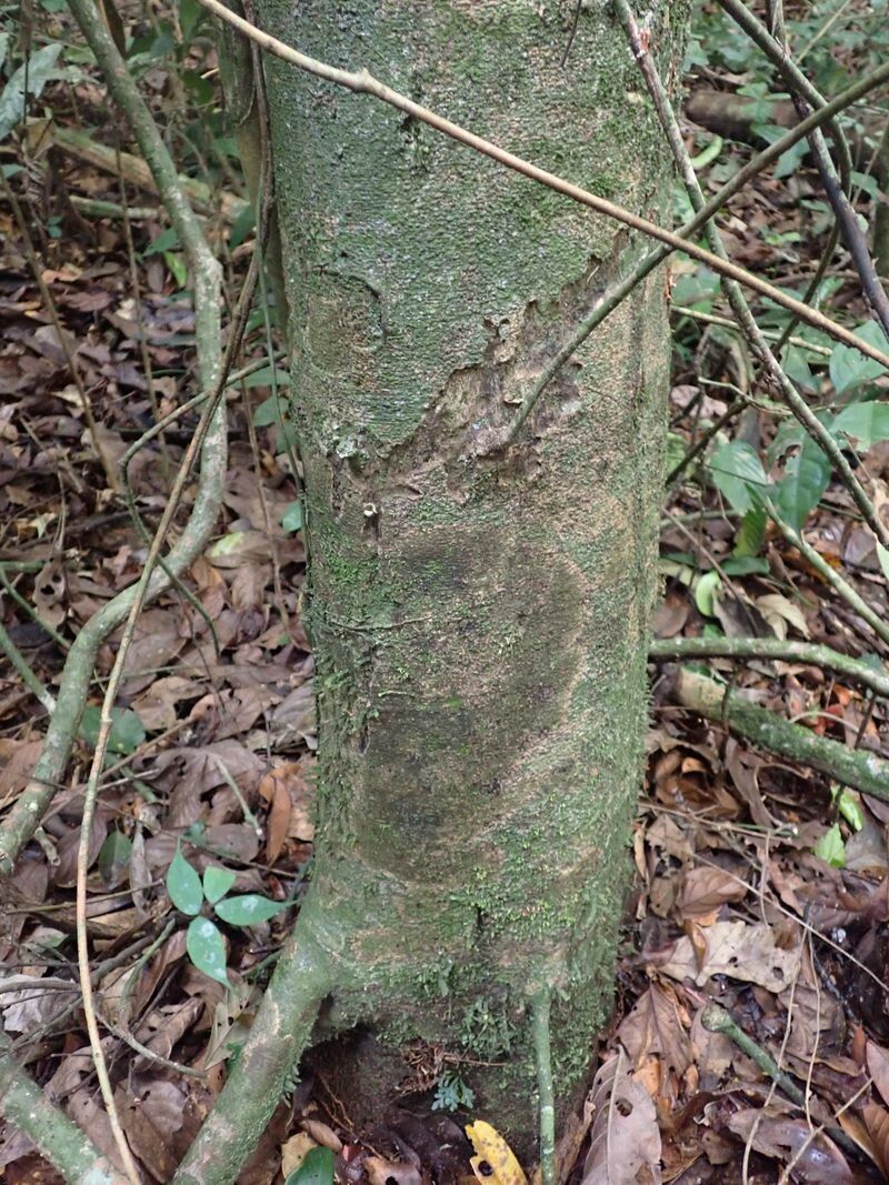 Leonardoxa africana bark