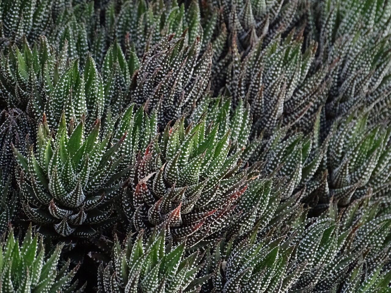 × Astrolista bicarinata — houseplant care guide