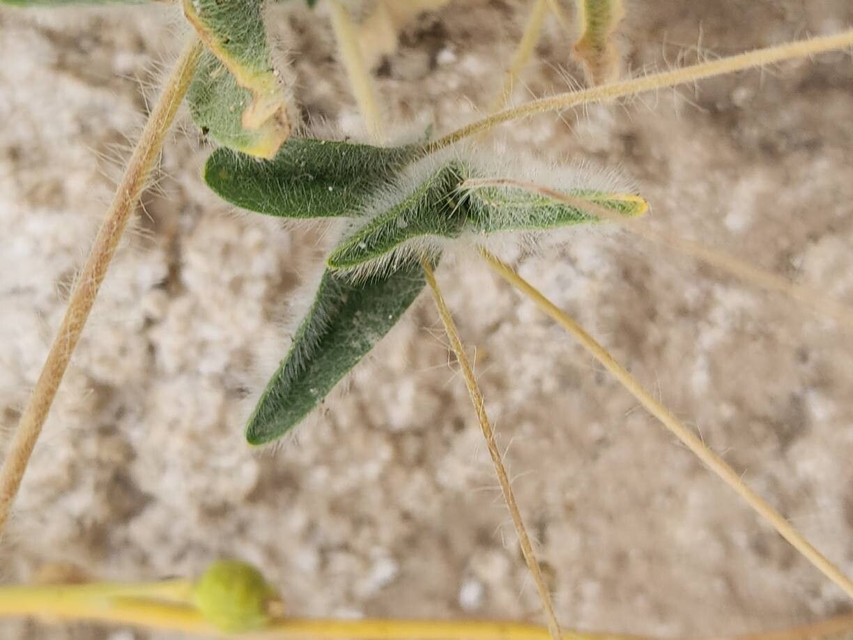 Lomelosia olivieri — search result for 'Lomelosia'