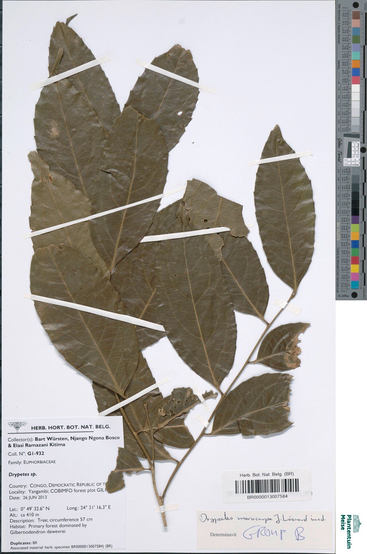 Drypetes morocarpa — houseplant care guide