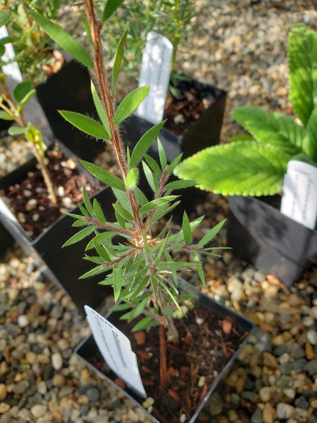 Melaleuca pallida leaf