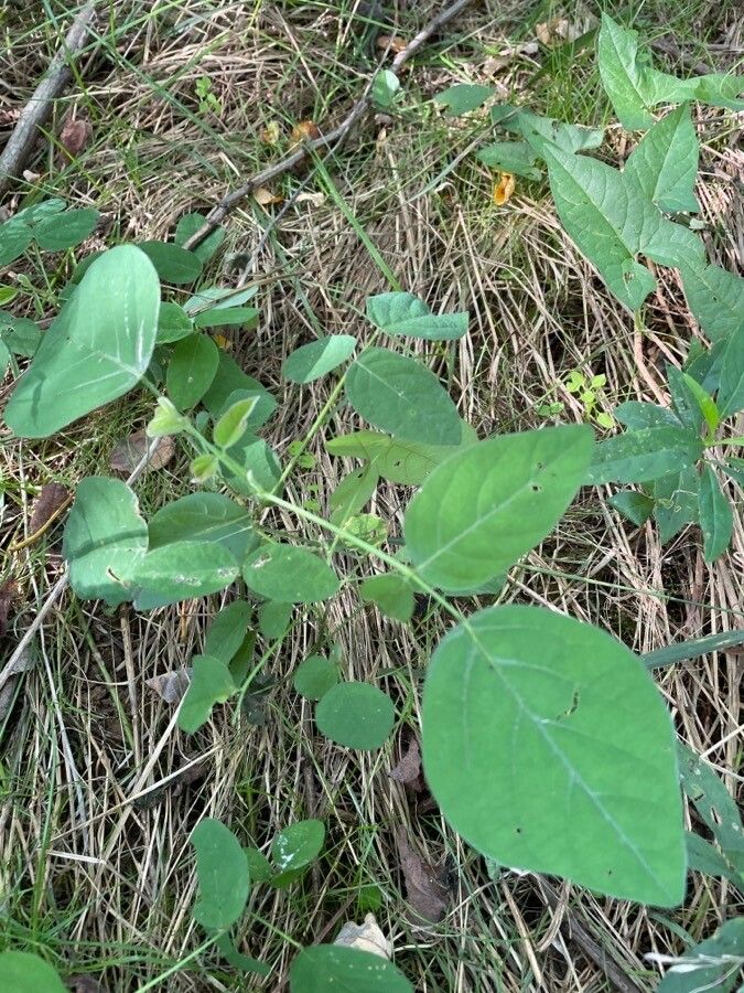 Desmodium canescens — search result for 'Desmodium'
