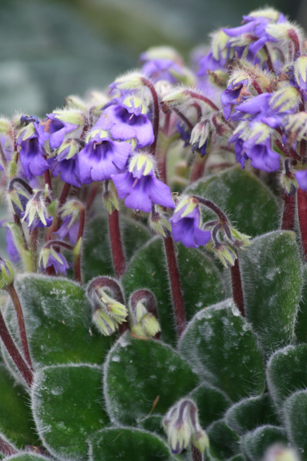 Petrocosmea iodioides — houseplant care guide