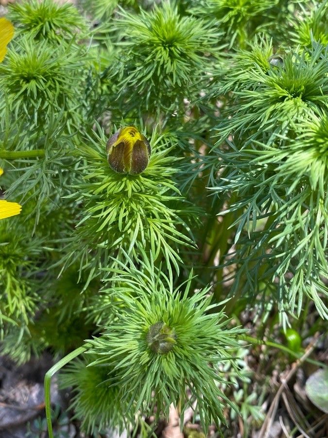 Adonis vernalis — search result for 'Sweden'