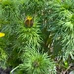 Adonis vernalis