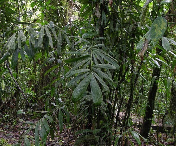 Bactris longiseta habit