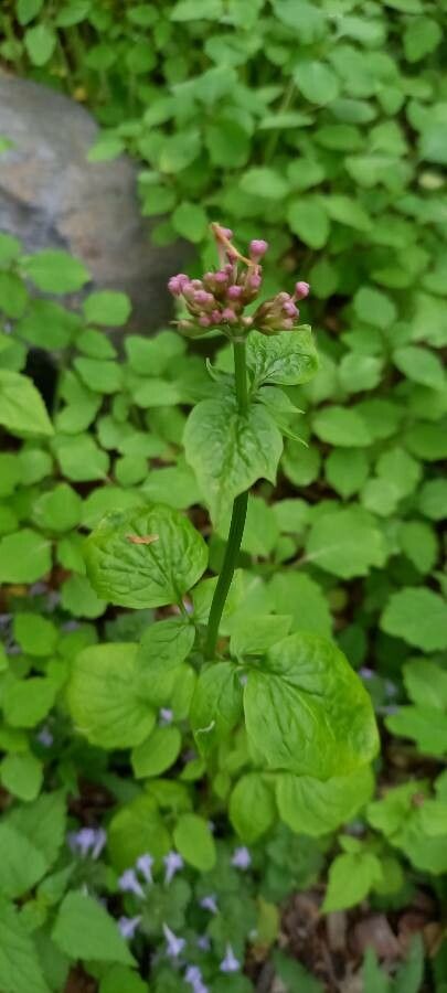Valeriana pauciflora flower
