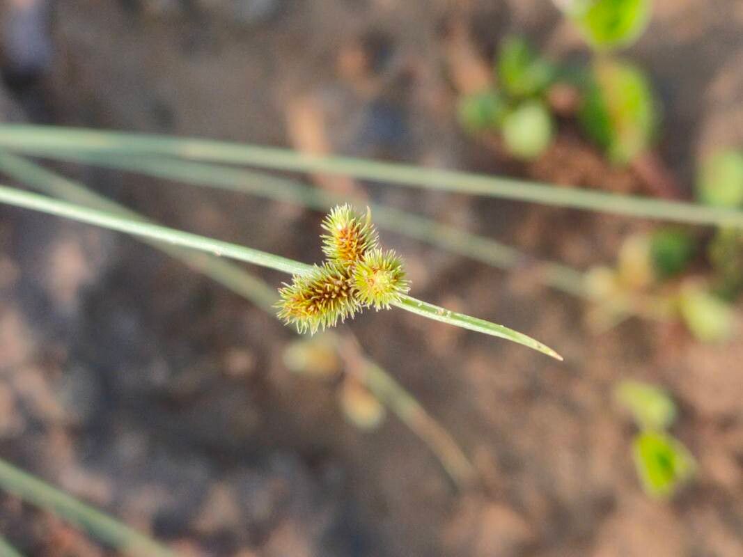 Cyperus subsquarrosus flower