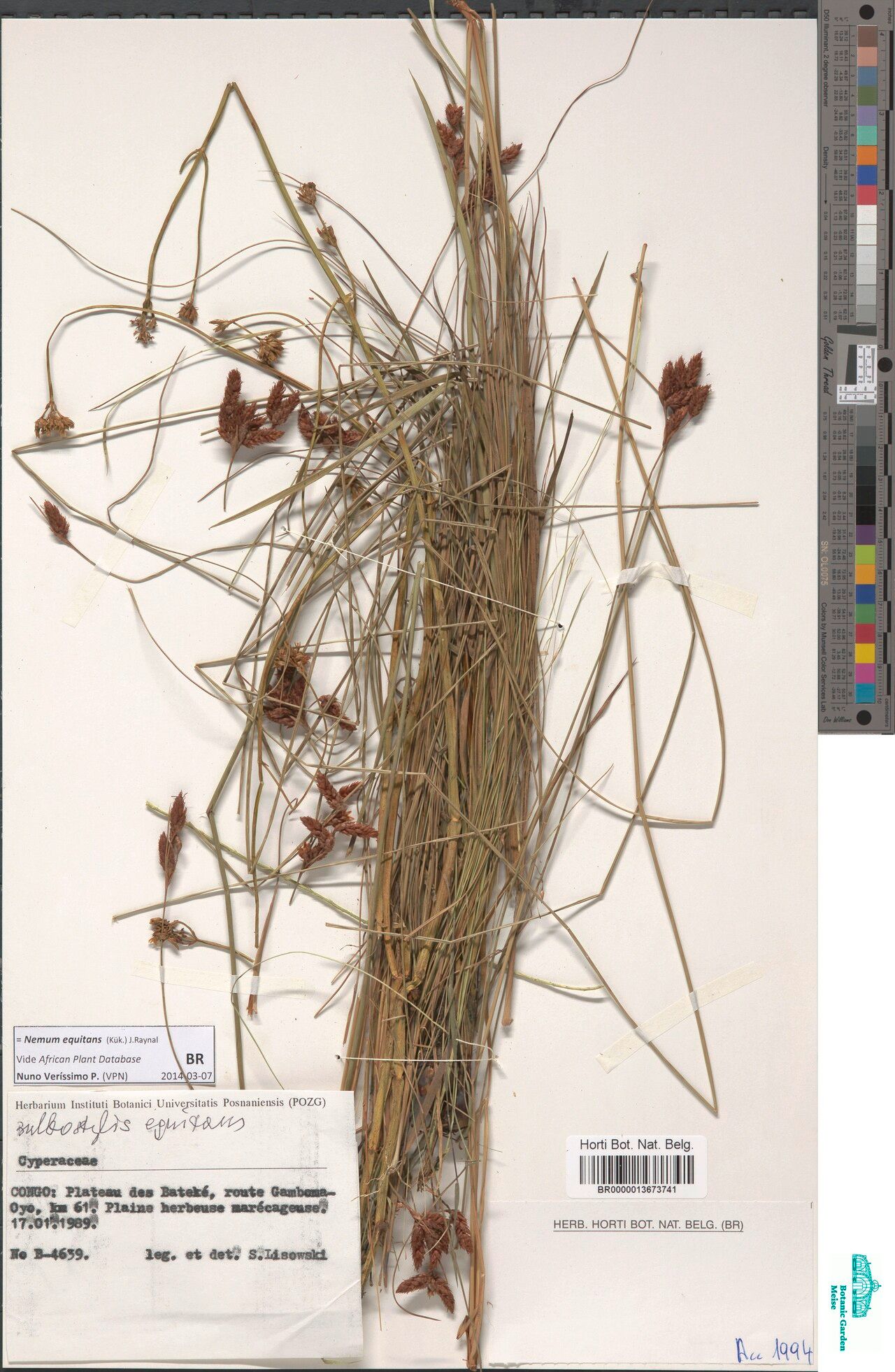 Bulbostylis equitans — houseplant care guide