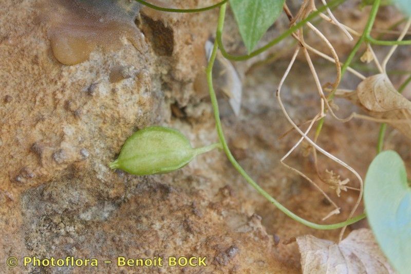 Dioscorea chouardii fruit