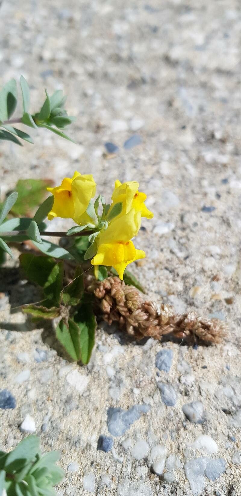 Linaria thymifolia flower