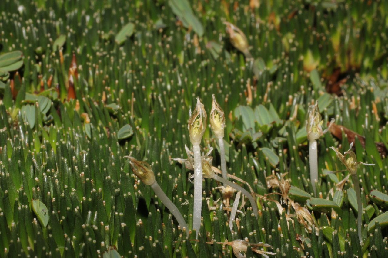 Distichia muscoides flower