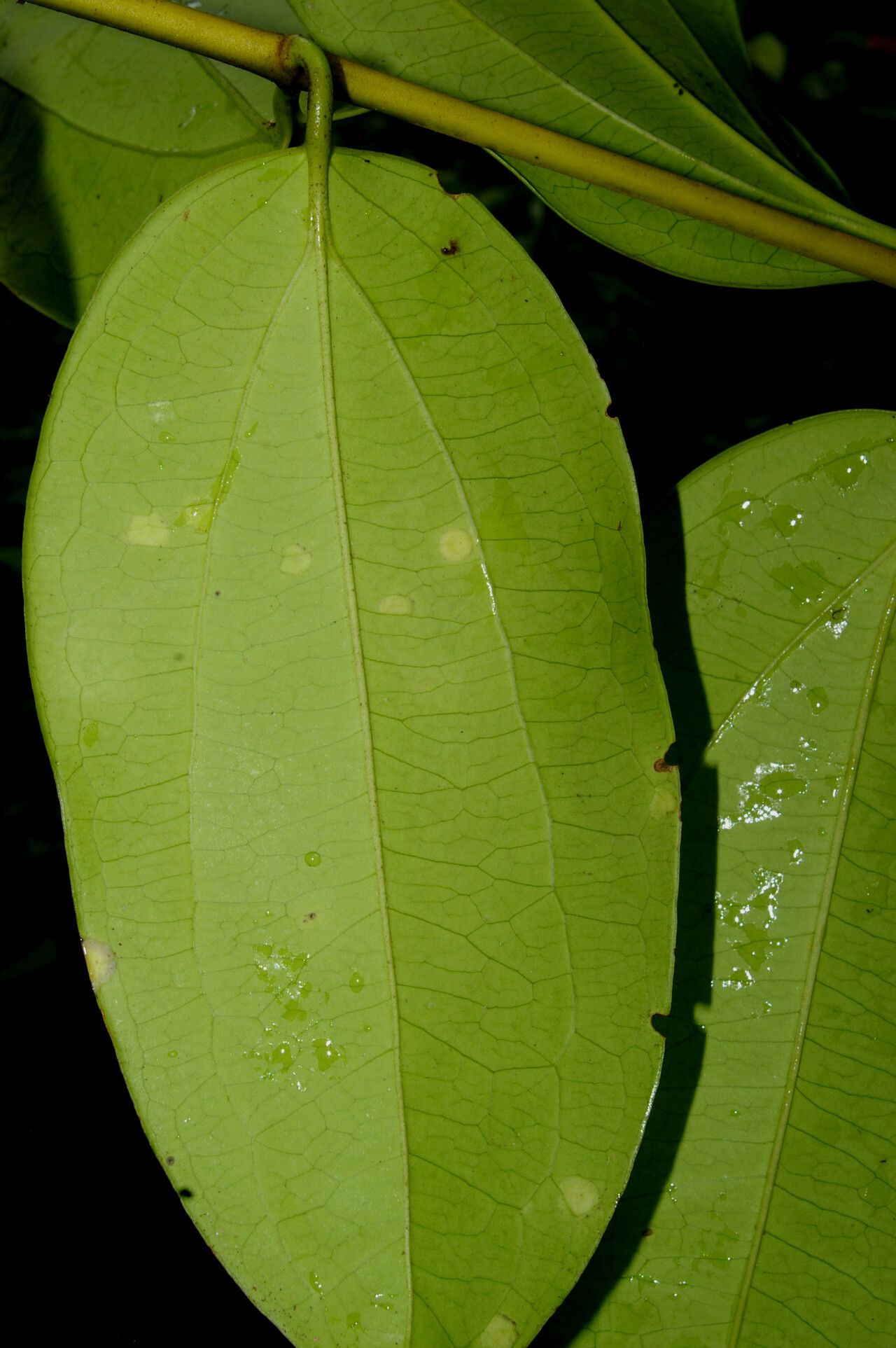 Strychnos peckii leaf