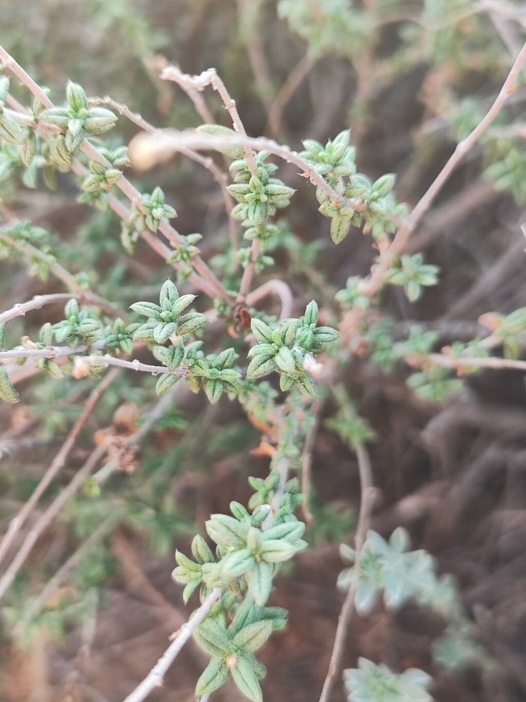 Helianthemum marminorense leaf