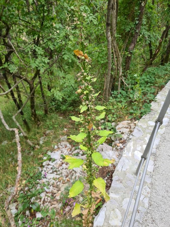 Campanula justiniana fruit