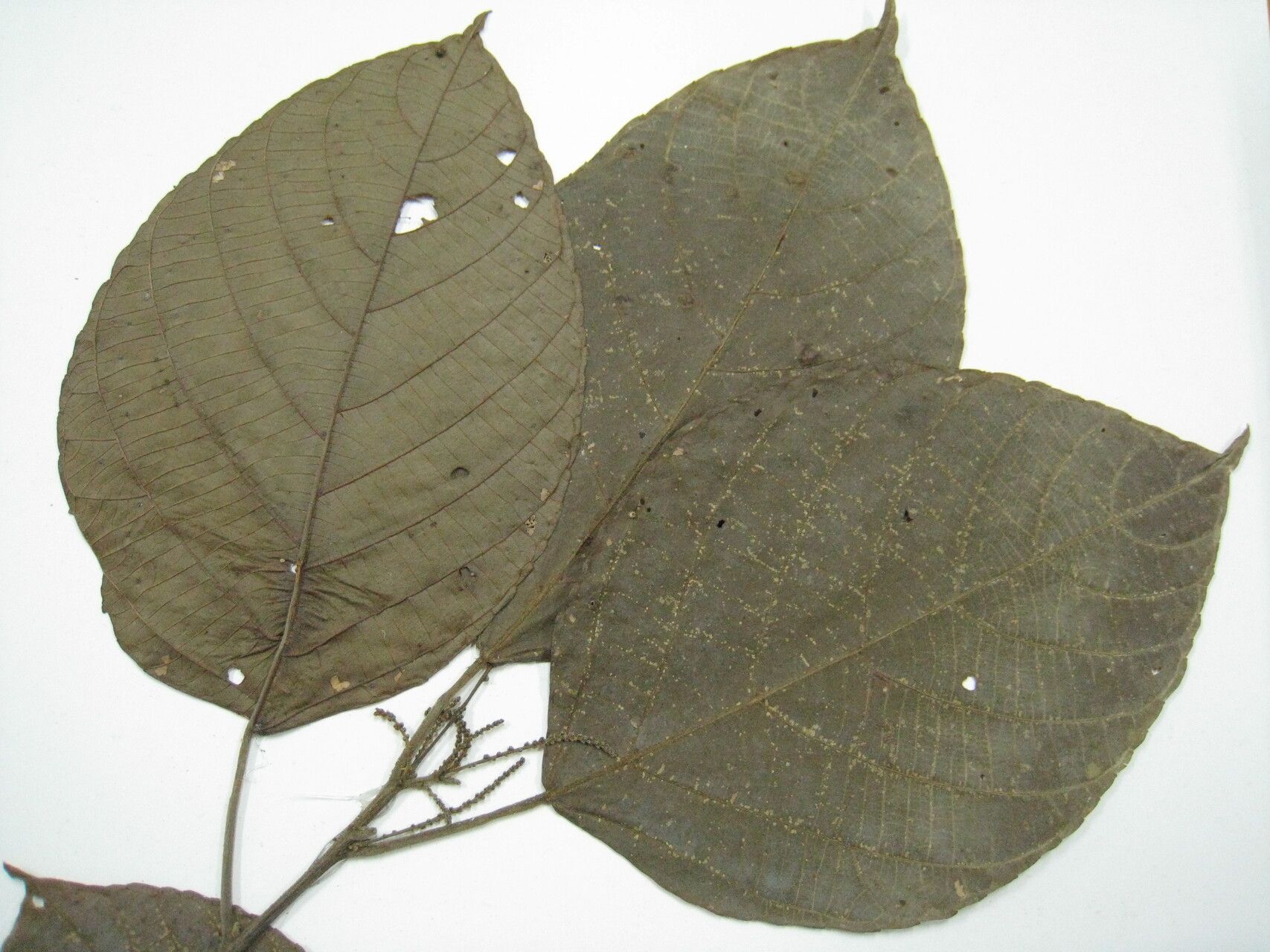 Aparisthmium cordatum other