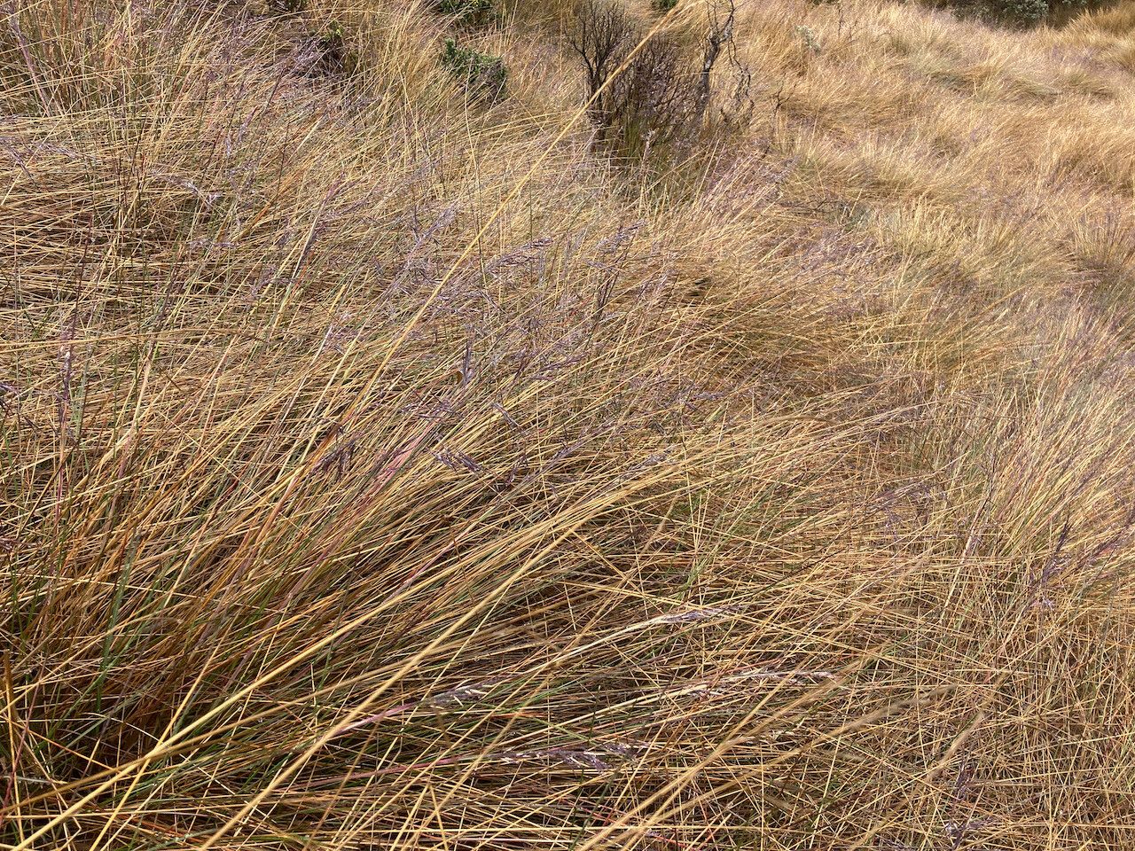 Festuca asplundii habit