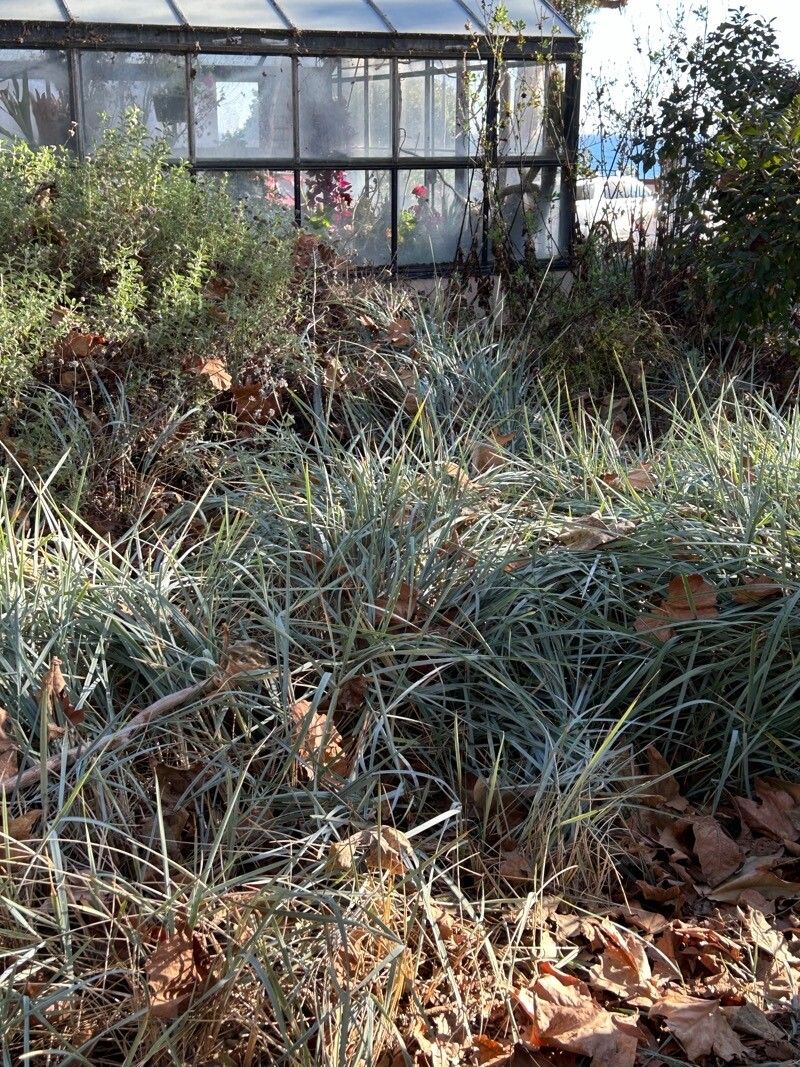 Leymus condensatus leaf