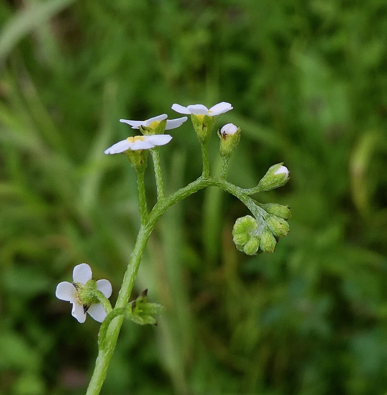 Myosotis scorpioides flower