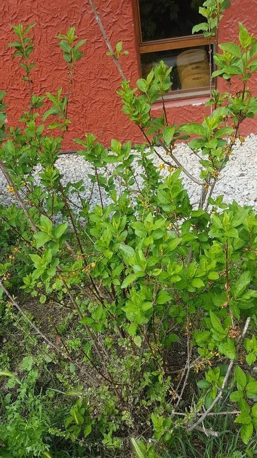 Forsythia europaea leaf