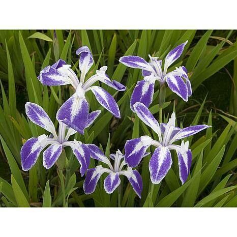 Iris brevicaulis flower