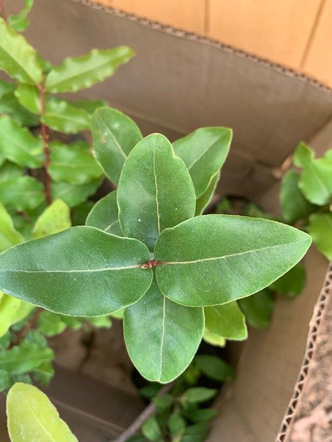 Cryptocarya alba leaf