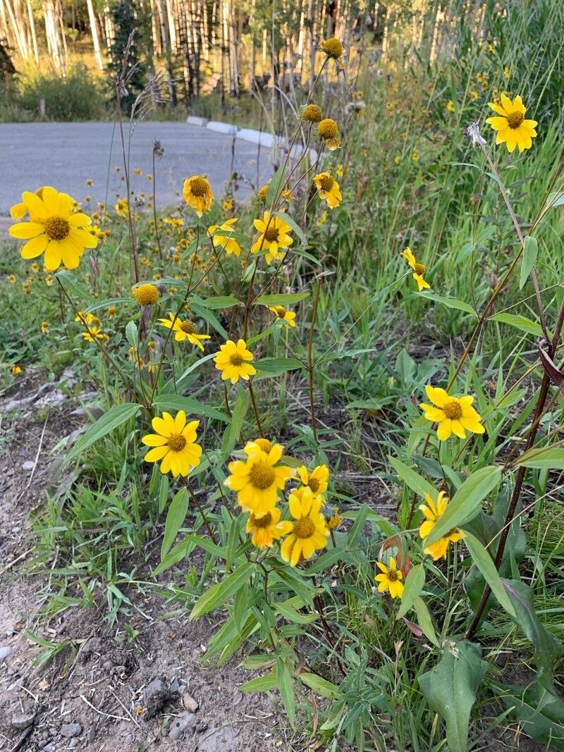 Heliomeris multiflora leaf